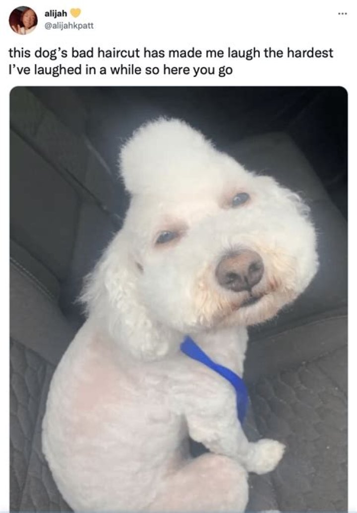 Adorable Husky Gets Very Unfortunate Haircut, Goes Viral