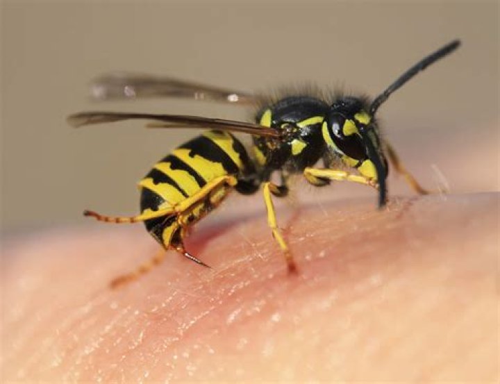 This Is What Happens to Your Body When You Get Stung by a Bee