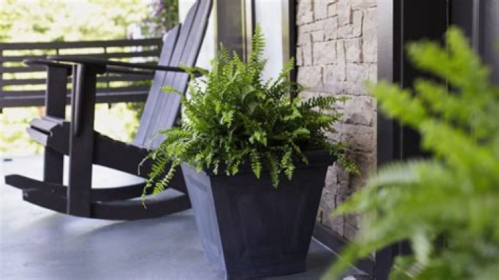 The 5 Best Potted Plants for Your Front Porch — Best Life