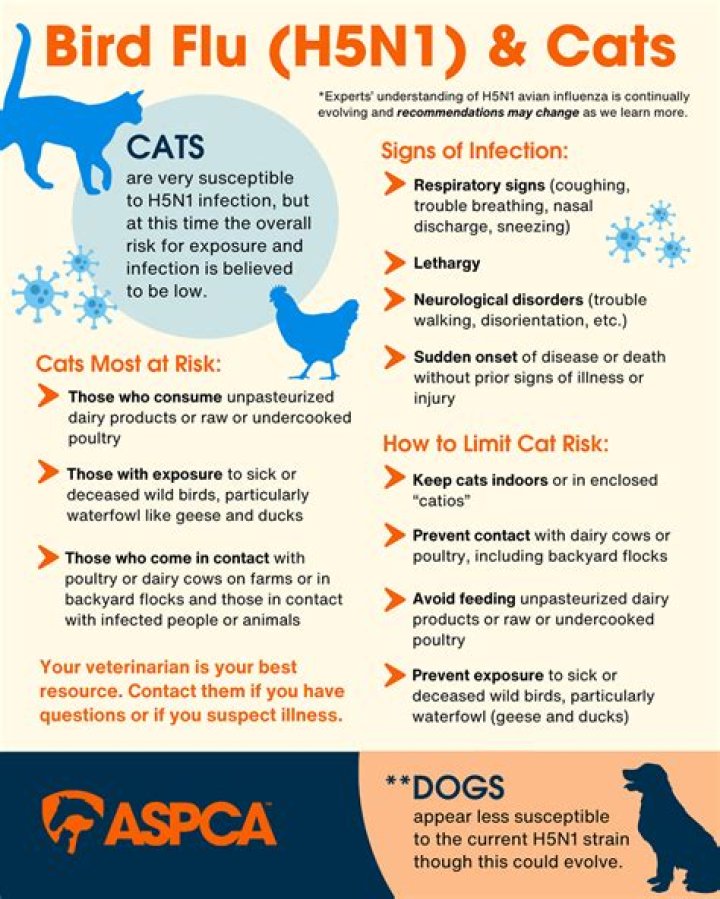 Bird Flu Spreading in Cats—These Are the Symptoms