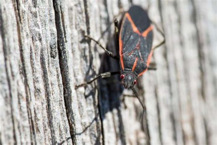 Boxelder Bugs Love Hiding in Your Walls in the Winter — Best Life