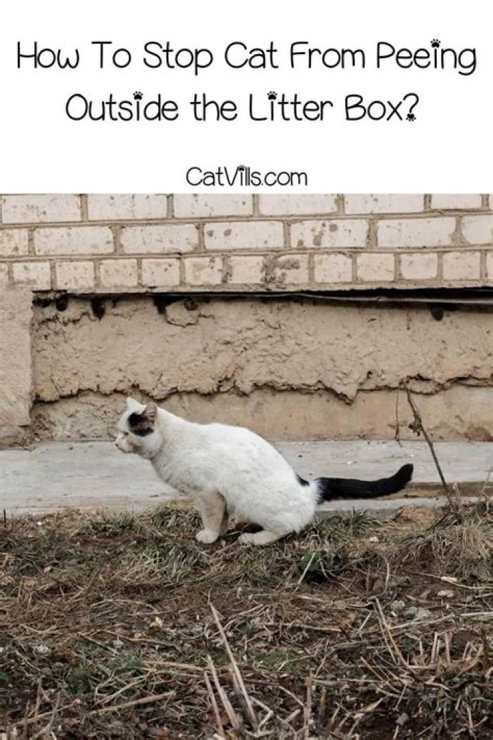 4 Reasons Your Cat Is Peeing Outside the Litter Box, Vets Say