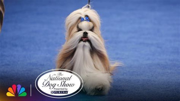 8 Celebrities Who Are Loving "National Dog Day" as Much as the Rest of Us