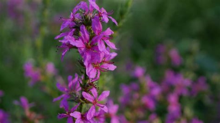 6 Common Plants That May Be Banned in Your State