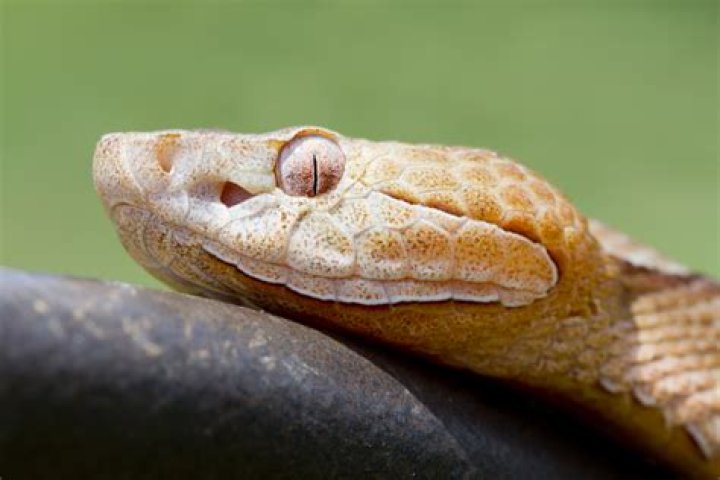 Copperheads Are Attracted to 3 Things in Your Home — Best Life
