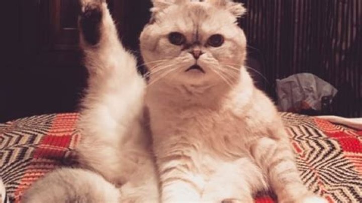 30 Cutest Celebrity Cats