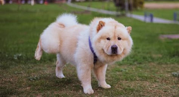 6 Dog Breeds Veterinarians Hate Having to Treat