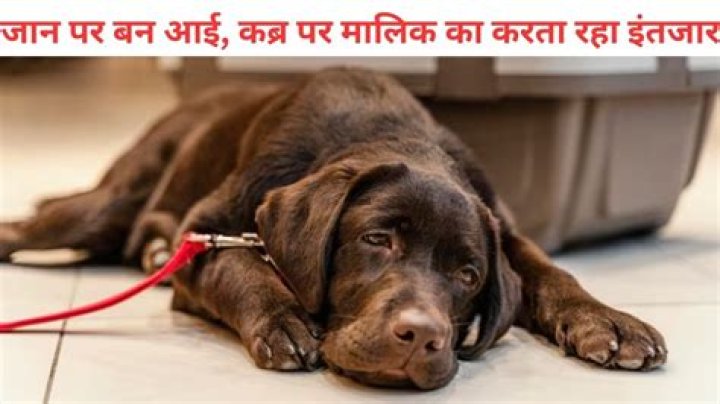 These Viral Photos of a Dog Watching His Owner Dig His Grave Take a Turn for the Better