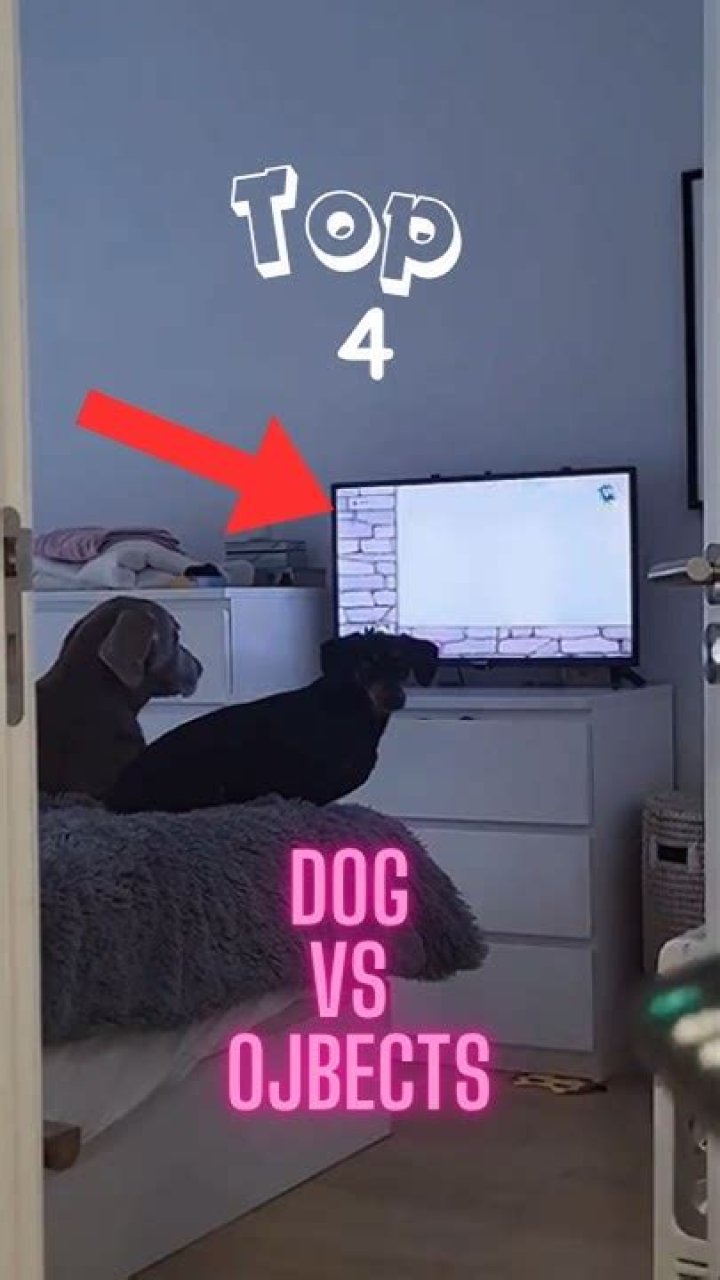 21 Adorable Photos of Puppies Vanquishing Very Evil Foes