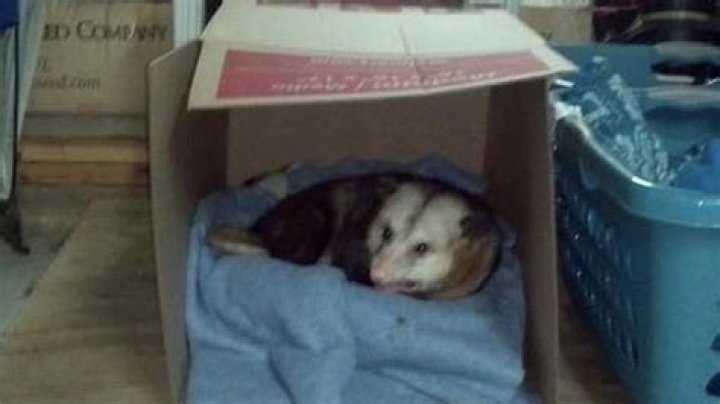 Hank the Opossum Moves into Woman's Garage, Goes Viral