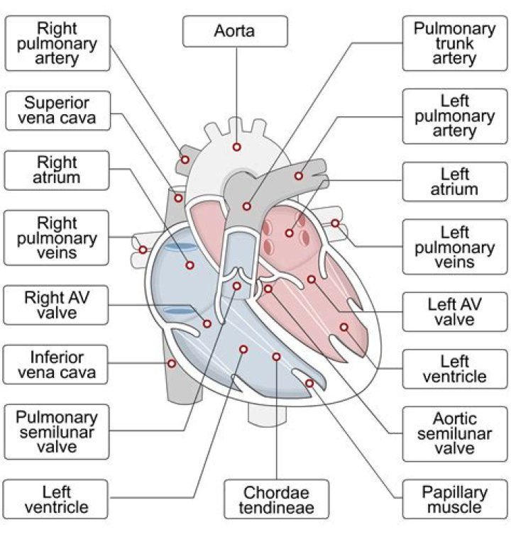 Hire Heart for a Corporate Event or Performance Booking.