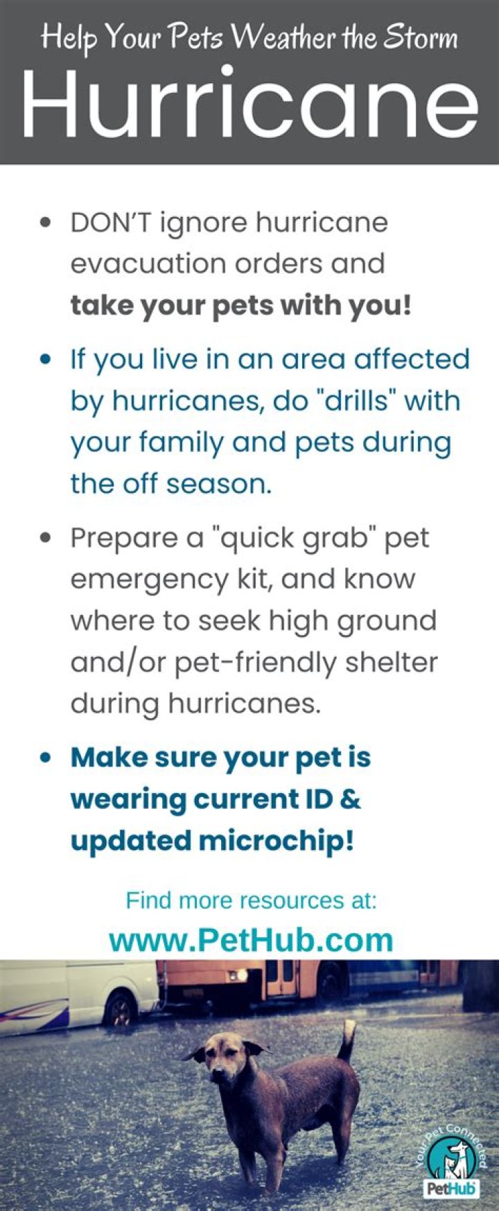 Here's How to Keep Your Pets Safe From Mother Nature