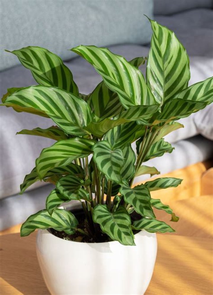 7 Popular Houseplants That Are Actually the Hardest to Keep Alive — Best Life