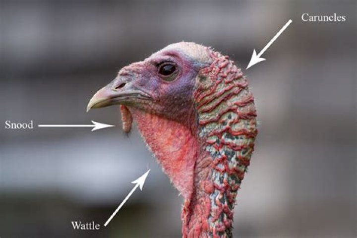 This Is How Turkeys Got Their Name — Best Life