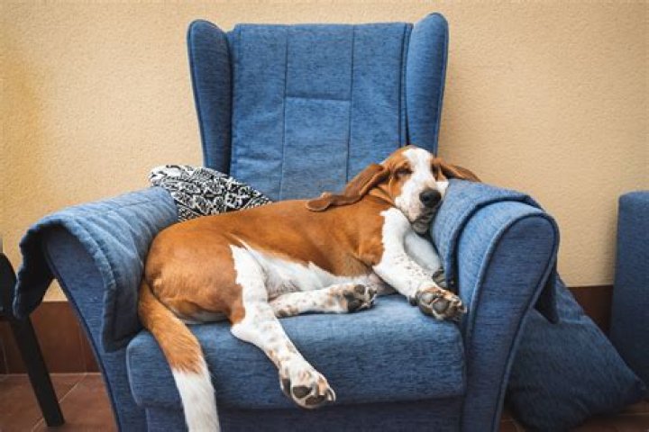 Top 5 Laziest Dog Breeds, According to a Dog Trainer — Best Life