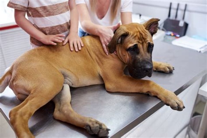 The 5 Biggest Mistakes Dog Owners Make at the Vet