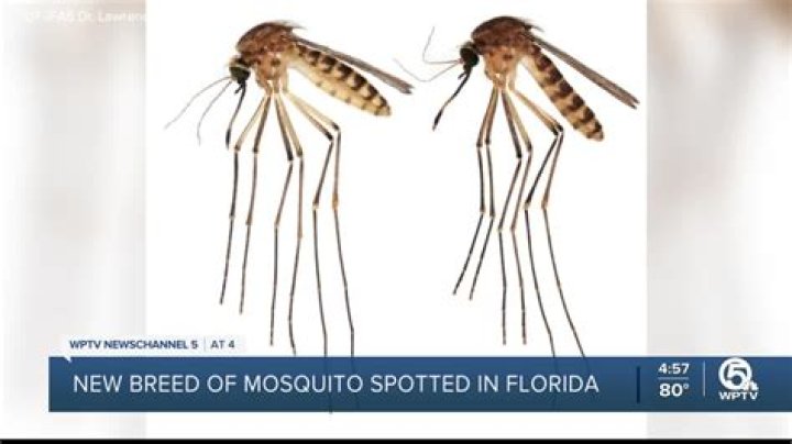 Mosquitoes That Can Carry This Disease Were Just Found in the U.S.