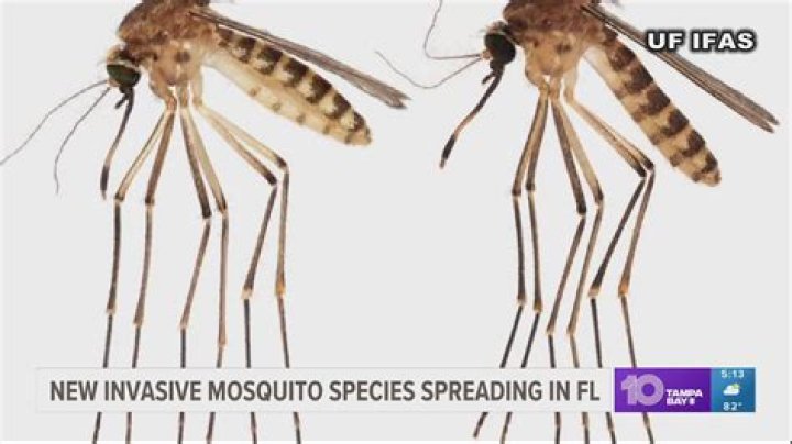 If You Live Here, Prepare for a Mosquito Invasion Like You've Never Seen