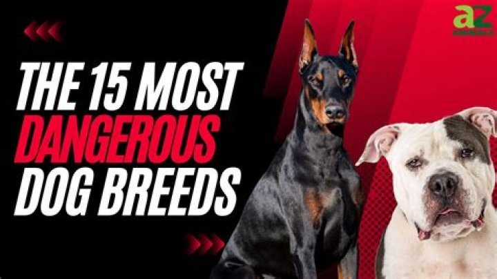 This Is the Most Aggressive Dog Breed, New Study Says — Best Life