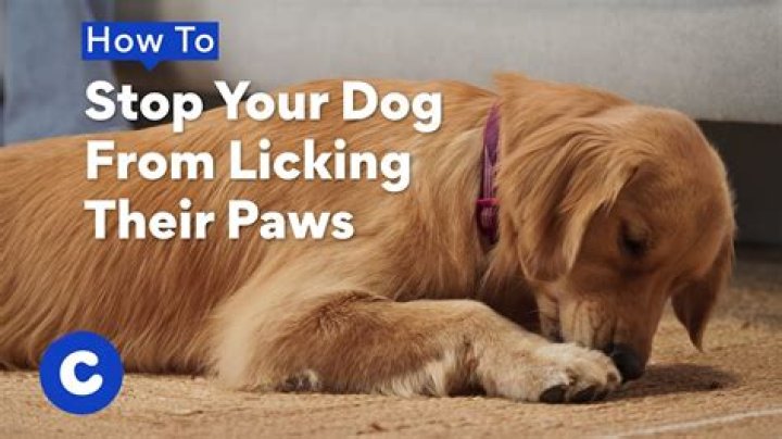 Why You Should Never Stop Your Dog From Licking You — Best Life