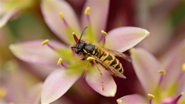 7 Things Bringing Wasps to Your Yard, Experts Say