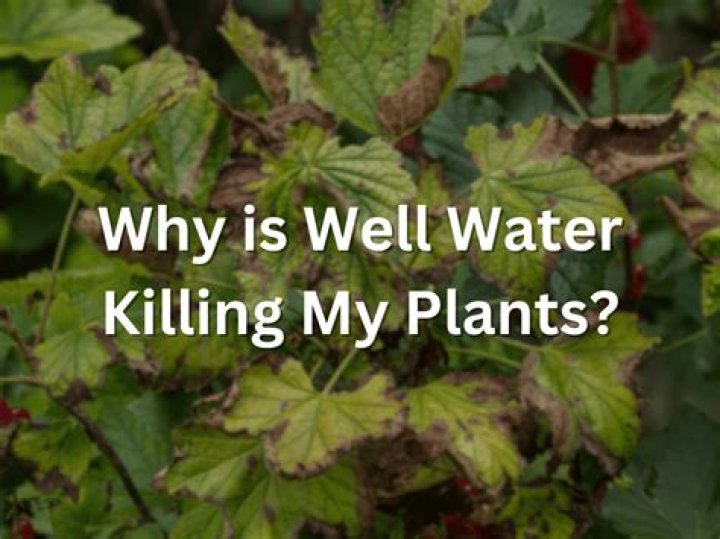 The No. 1 Mistake You're Making That Is Killing Your Plants, Experts Say