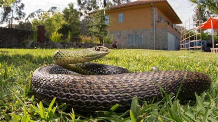 The No. 1 Place Snakes Love to Hide in Your Home