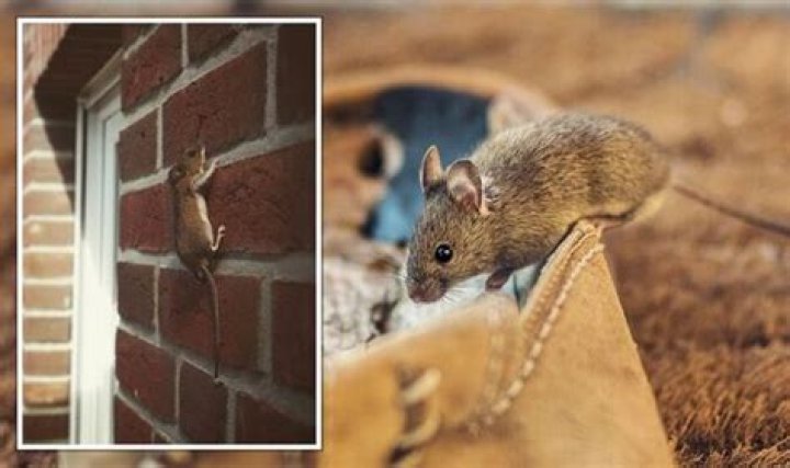 The No. 1 Sign There Are Mice in Your Home, Experts Say