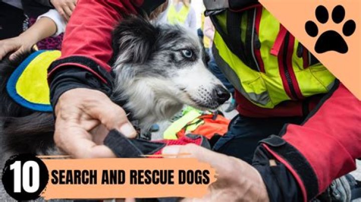 Why Everyone Is Falling in Love With This Search and Rescue Dog
