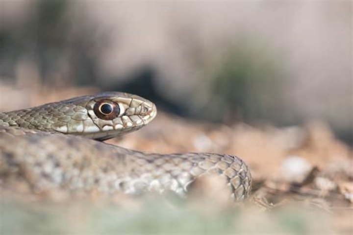 Officials Issue "Stark Reminder" That Snakes Are Becoming More Active: "Be Vigilant"