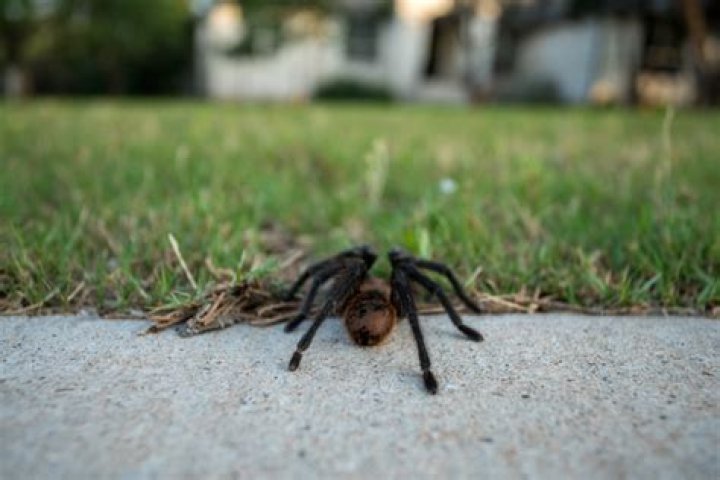 Tarantula Sightings in Homes Are on the Rise: "Everyone's Freaking Out"