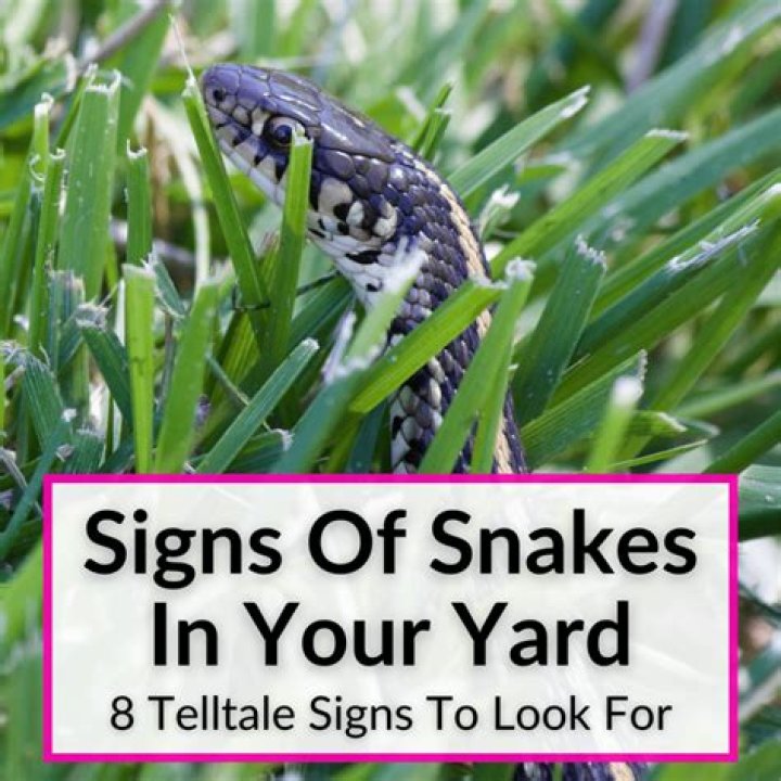 6 Top Signs There Are Snakes in Your Yard