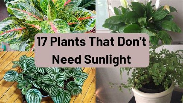 7 Easy Trees That Don't Need Sunlight — Best Life