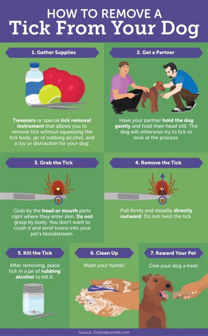 5 Ways to Keep Your Dog Safe From Ticks, According to Vets